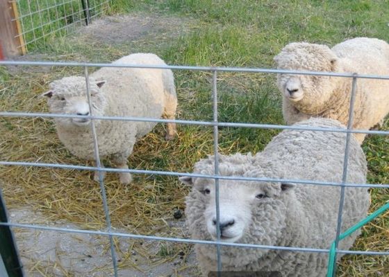 浸った熱い農業および動物飼育の溶接された金網に電流を通した
