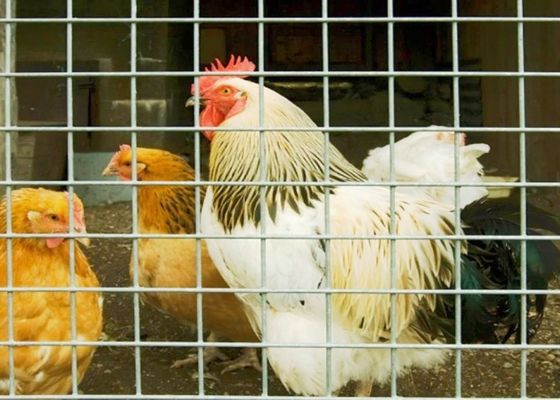 15m 20m 30m ステンレス鋼で溶接されたワイヤ網 鶏の檻やフェンスとして使用