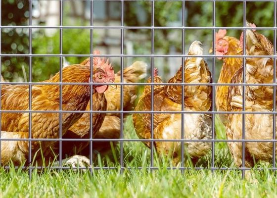 電気亜鉛メッキ溶接金網、50mロール長、0.5m幅、動物囲い用