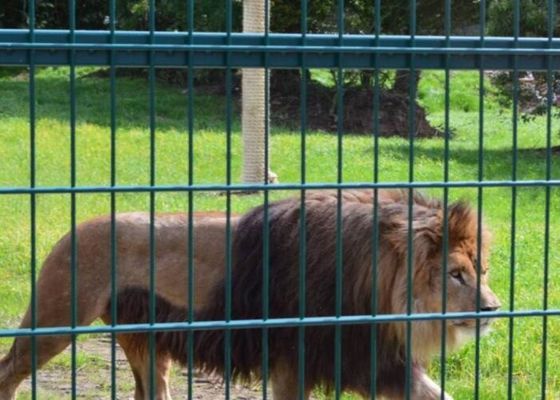 非錆つく溶接された鋼線の網の動物園の動物のエンクロージャの金網10m30m